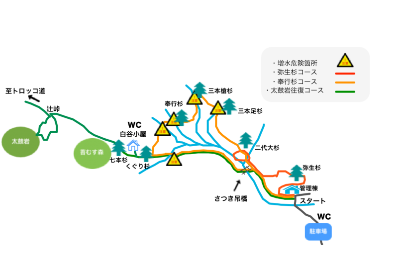 雨の日こそ白谷雲水峡へ 屋久島の苔の魅力と神秘の森歩き